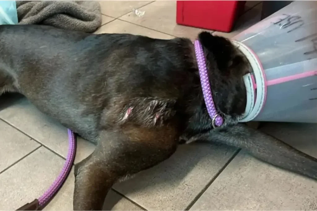 Florida Woman Fights Off Gator to Save Her Dog in Daring Rescue [WATCH]
