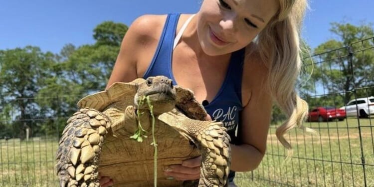 Myrtle, beloved pet tortoise, reunited with family weeks after disappearing in Mississippi tornado