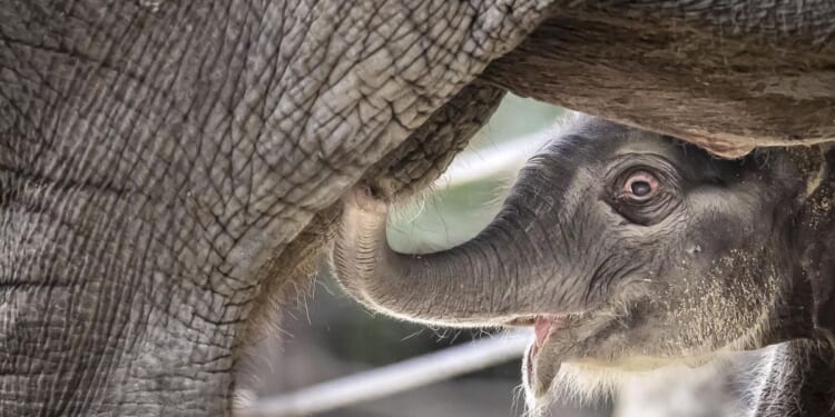 Asian elephant calf born at Zurich Zoo and its name will start with letter Z
