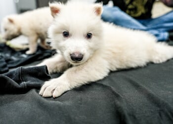 CNA explains: Dire wolf ‘resurrection’? What Catholics should know