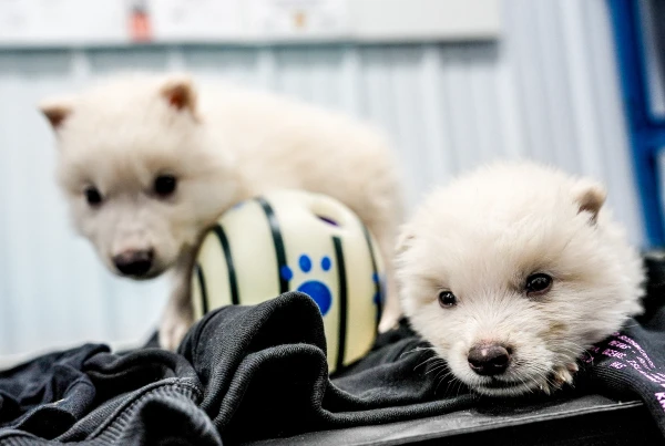 Dire wolf puppies bred by Colossal Biosciences. Credit: Colossal Biosciences