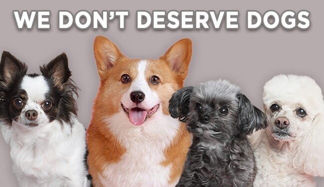 Insane 'Mother Jones' Goes Full Crazy Leftist and Calls for a Ban On ... Dogs – Twitchy
