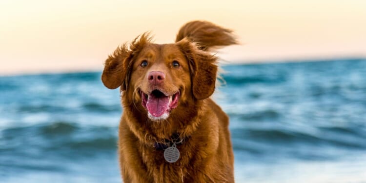 The Spectacle Ep. 214: The Environmentalists’ War on Dogs  - The American Spectator | USA News and PoliticsThe American Spectator