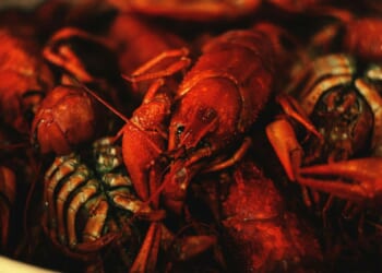 Alexander King: How a lazy political promise is now threatening to kill Britain's shellfish industry