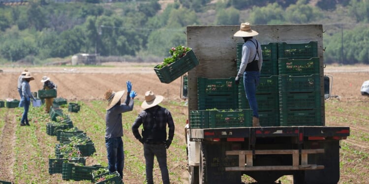 Immigration raids threaten businesses that supply America's food, farm bureaus say
