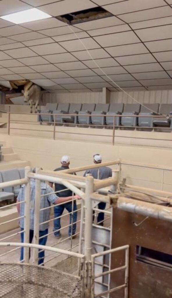 Cow Causes Chaos at Livestock Auction in Wild Attempted Escape by Scaling Bleachers and Destroying Roof