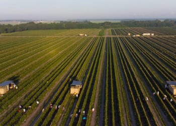 Trump Should End the Failed Tomato Agreement—and Put American Farmers First