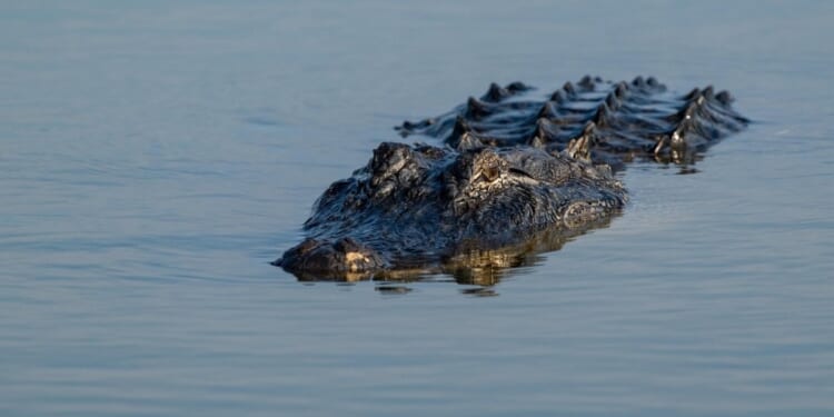 Trump admin green-lights migrant detention facility guarded by alligators