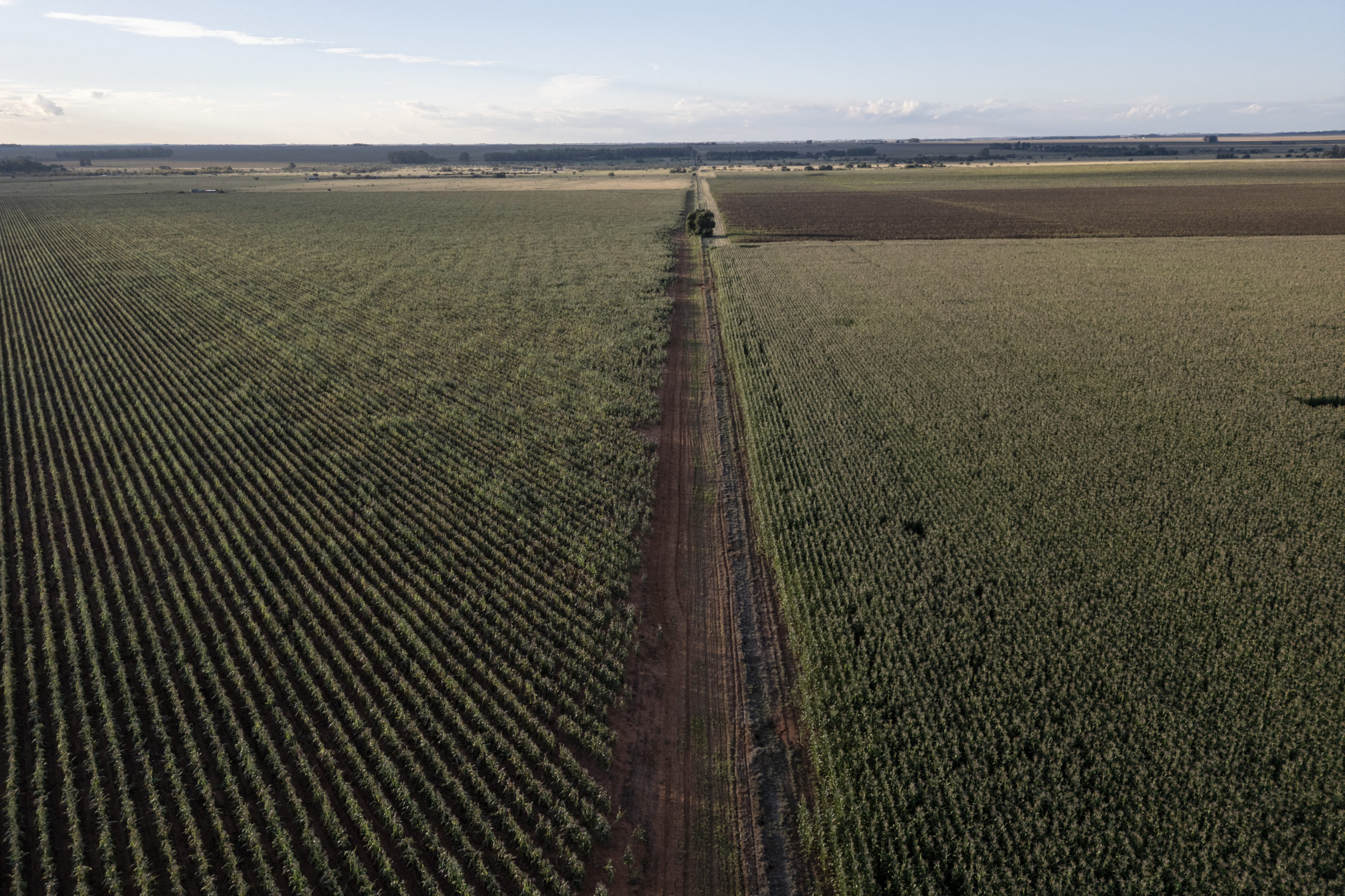 This aerial view shows maize crops on farmlands near Bothaville on April 20, 2025. (Photo by WIKUS DE WET/AFP via Getty Images)