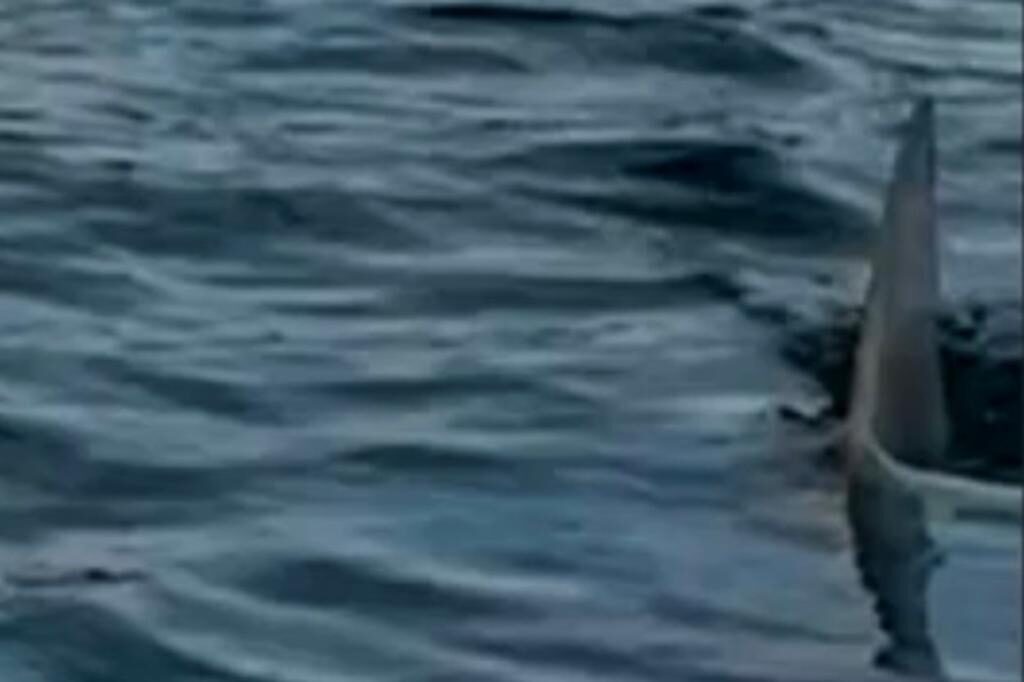 Terrified Paddleboarders Capture Close Encounter with Great White Shark Off Cape Cod Beach – 'We Got to Go' [WATCH]