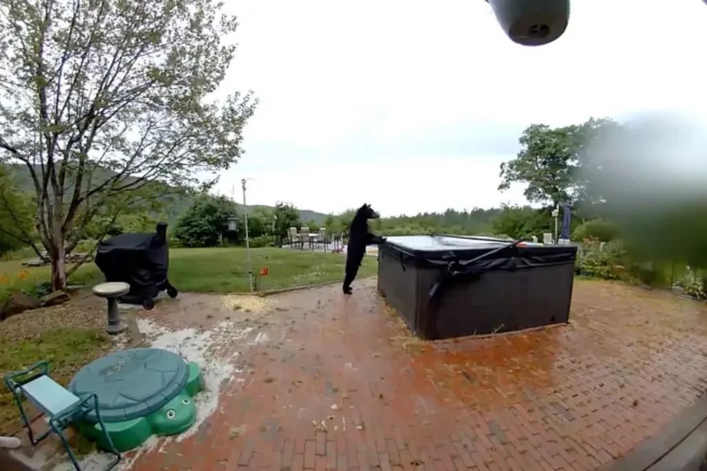 Polite Black Bear Stuns Homeowners After Ringing Doorbell Before Exploring Hot Tub [WATCH]