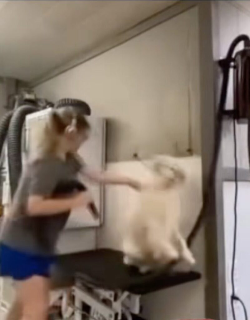 North Carolina Dog Groomer Arrested for Felony Animal Abuse After Video Shows Alleged Dog Beatings [WATCH]