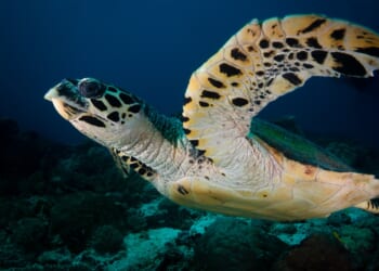 Andrew Rosindell: When it comes to marine protection, Labour's lost at sea