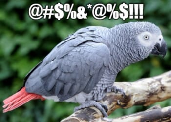 Dems and the Party’s Alleged Comedians Drop More F-Bombs as Their Arguments Fail – Twitchy