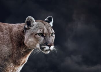 NY Man Grabs Baseball Bat as “Rawr” Mountain Lion Roams His Neighborhood [WATCH]