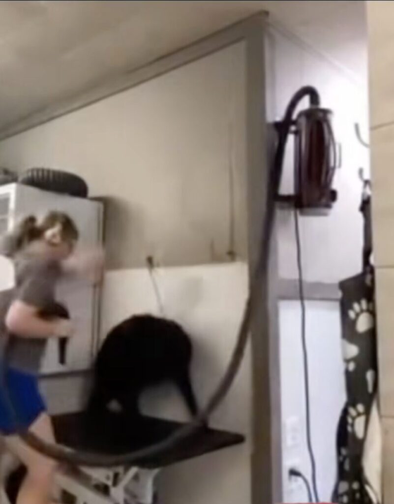 North Carolina Dog Groomer Arrested for Felony Animal Abuse After Video Shows Alleged Dog Beatings [WATCH]
