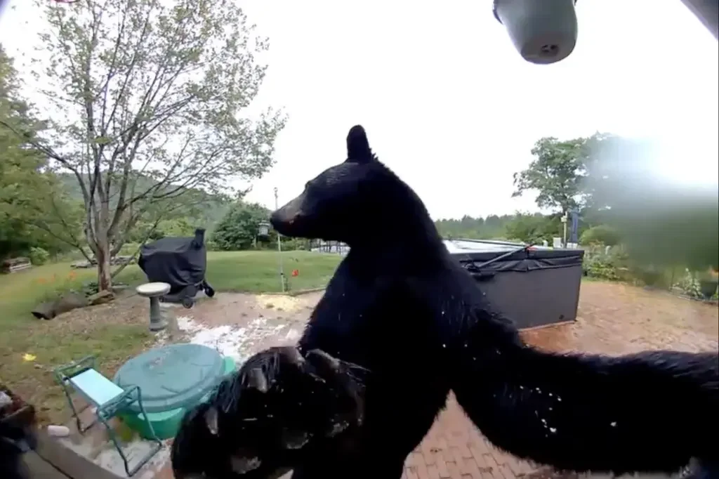 Polite Black Bear Stuns Homeowners After Ringing Doorbell Before Exploring Hot Tub [WATCH]