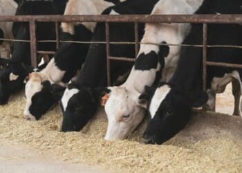 Trump admin ramps up fight against ‘flesh eating parasite’ threatening us cattle industry
