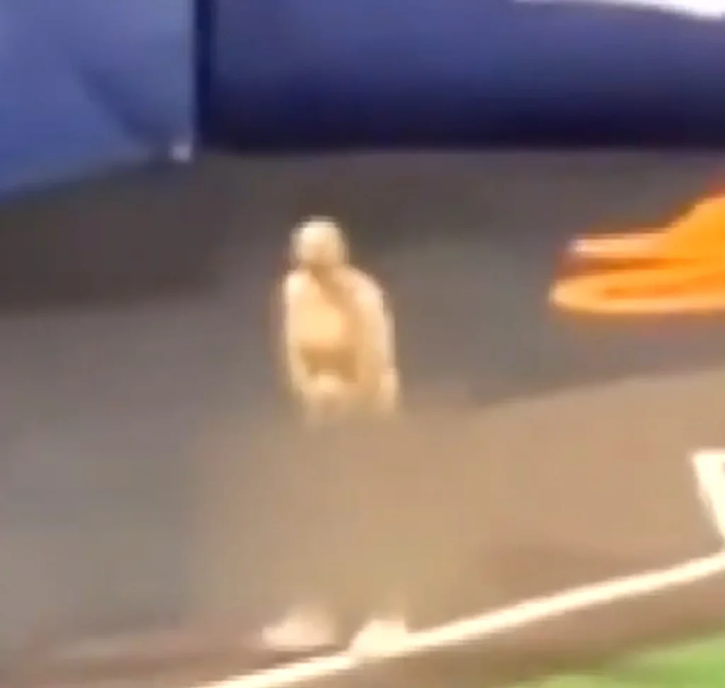 Youth Baseball Coaches Fired After Horrific Streaking Incident in Front of Kids at Upstate NY Tournament [WATCH]