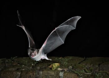 Keep Your Mouth Shut on Vacation, Unless You Want a Bat and a $20K Medical Bill – Twitchy