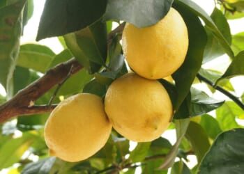 Alexander Bowen: Time to free higher education from the grip of 'lemon socialism'