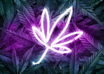 Anti-ICE Boston Sheriff Charged in Cannabis Company Extortion Plot [WATCH]
