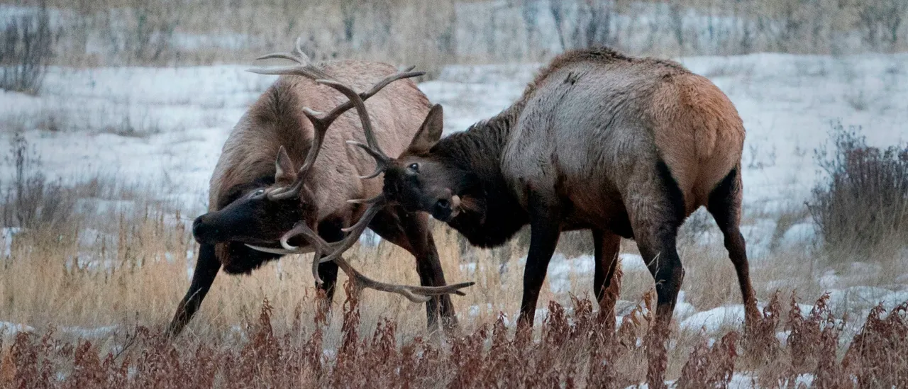 Gargantuan Elk Clash So Aggressively That One Sees Their Antler Snapped Off Like Twig