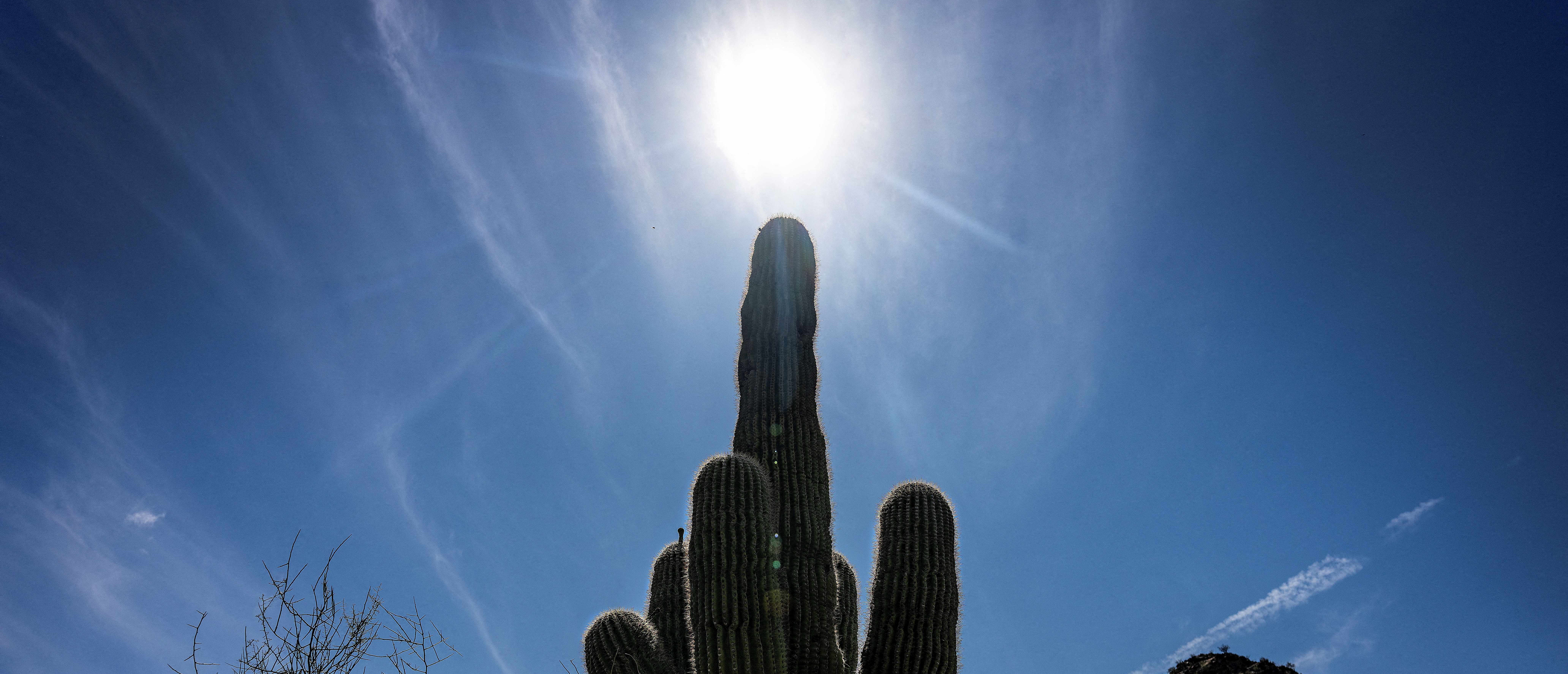 The sun shines through a saguaro cactus in Phoenix, Ariona, on June 7, 2024. (Photo by JIM WATSON/AFP via Getty Images)