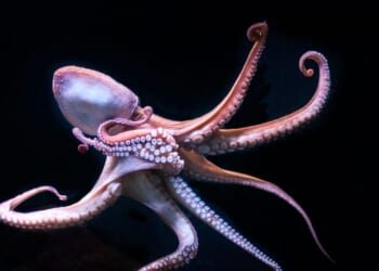 Octopus Grabs 6-Year-Old Boy at Aquarium, Injures Him, Mother Files Federal Complaint in San Antonio [WATCH]