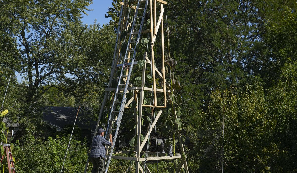 Sunflower blooms 35 feet tall in an Indiana backyard as a tribute to Ukraine