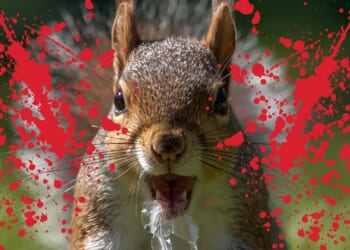 Aggressive Squirrel Terrorizes California Community, Sends Residents to Emergency Room