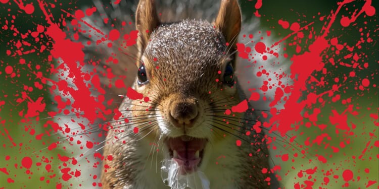 Aggressive Squirrel Terrorizes California Community, Sends Residents to Emergency Room
