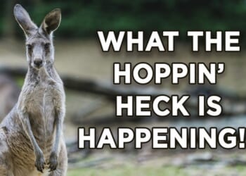 ICE Nabs Illegal Immigrant Supt. Packing Heat and a Deportation Order – Twitchy