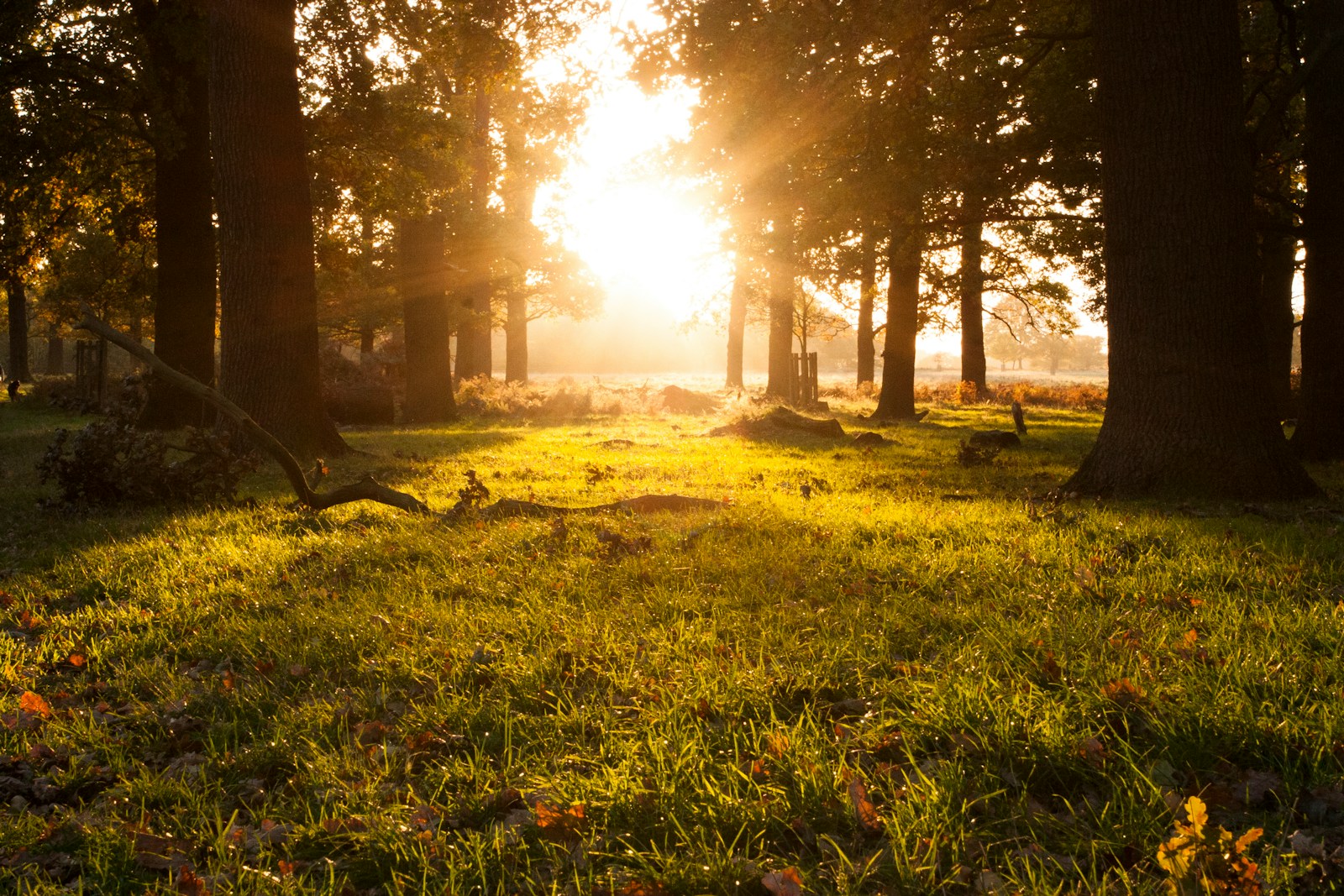 Kitty Thompson: Paradise regained - the conservative case for restoring English nature