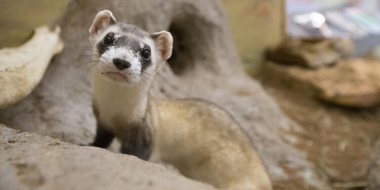 Black-footed ferrets need government funding, too