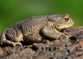 Warts and all