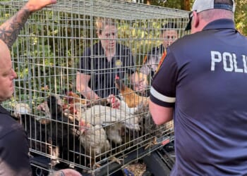 New York woman arrested, accused of hoarding animals in home that also housed 95-year-old woman