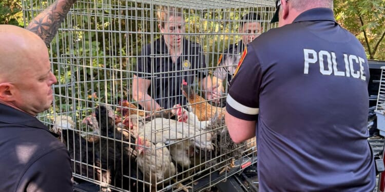 New York woman arrested, accused of hoarding animals in home that also housed 95-year-old woman
