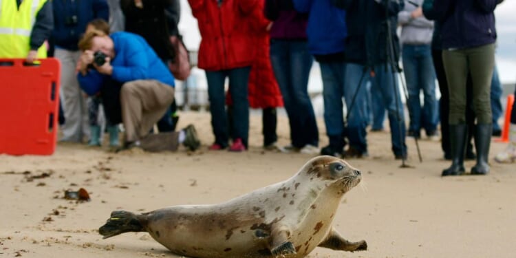 Arctic seals and more than half of bird species are in trouble on new list of threatened species