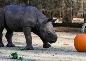Critically endangered baby black rhino making debut at Cleveland zoo