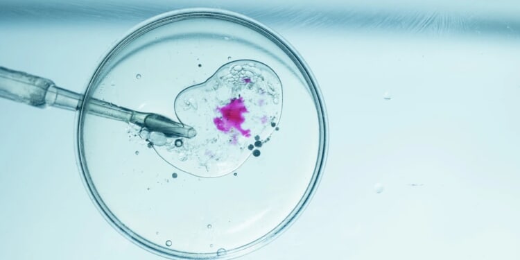 Catholic bishops criticize Trump’s IVF expansion: Every life is ‘sacred and loved by God’