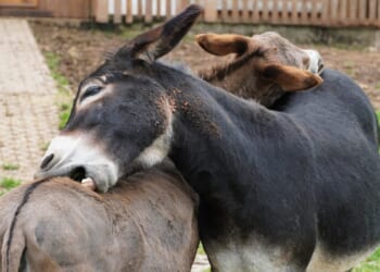 Democrat Infighting Explodes in Maine as 2026 Senate Primary Heats Up [WATCH]