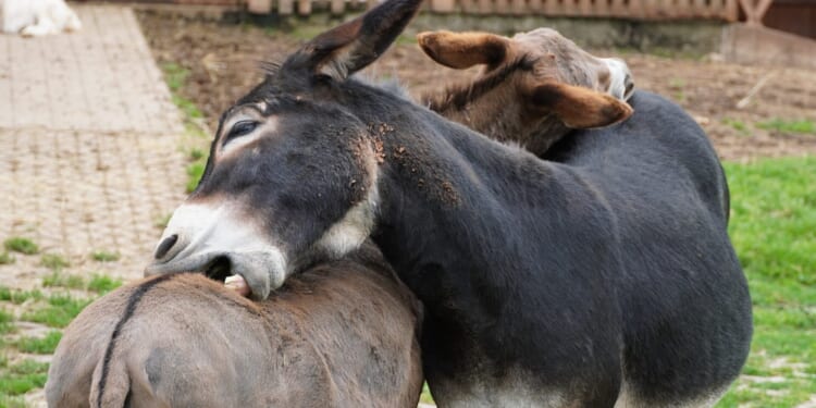 Democrat Infighting Explodes in Maine as 2026 Senate Primary Heats Up [WATCH]