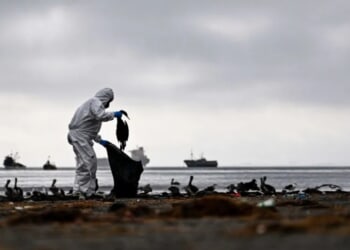 ‘Something Is Wrong’: Cincinnati Professor Says 50 Birds Died In One Day On Campus, Calls For Investigation
