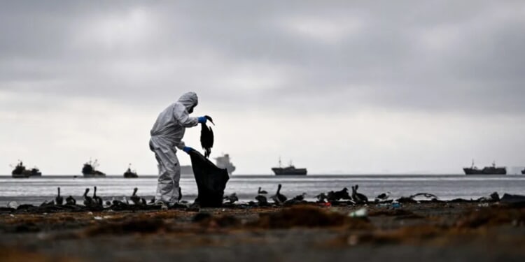 ‘Something Is Wrong’: Cincinnati Professor Says 50 Birds Died In One Day On Campus, Calls For Investigation