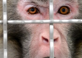 Taxpayer Money Still Flowing To Lab Monkeying With COVID-19 And Linked To Herpes-Ridden Primate Rumors