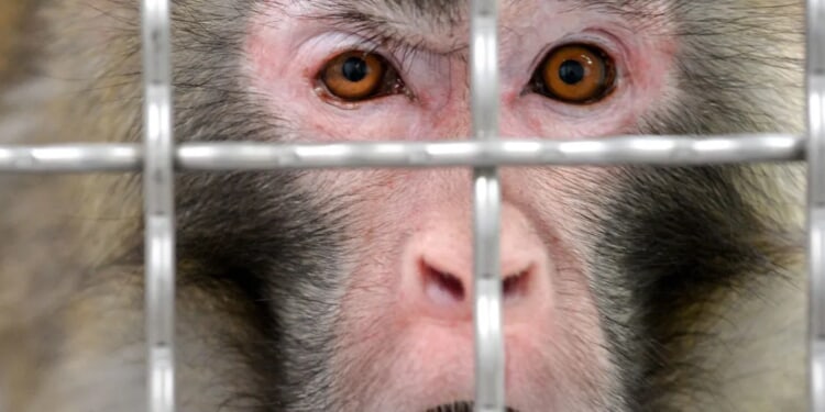 Taxpayer Money Still Flowing To Lab Monkeying With COVID-19 And Linked To Herpes-Ridden Primate Rumors