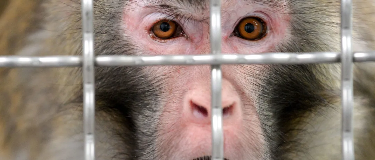 Taxpayer Money Still Flowing To Lab Monkeying With COVID-19 And Linked To Herpes-Ridden Primate Rumors