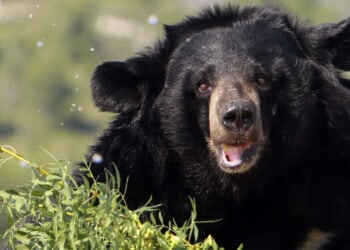 Bear Who Opens Doors Like Humans Breaks Into House, And Scares Living Hell Out Of Everybody