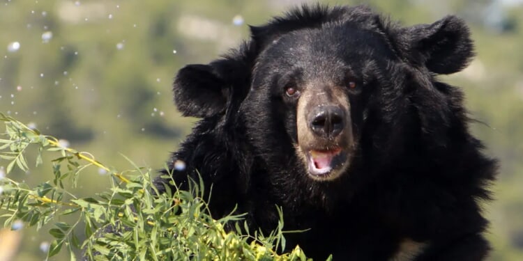 Bear Who Opens Doors Like Humans Breaks Into House, And Scares Living Hell Out Of Everybody